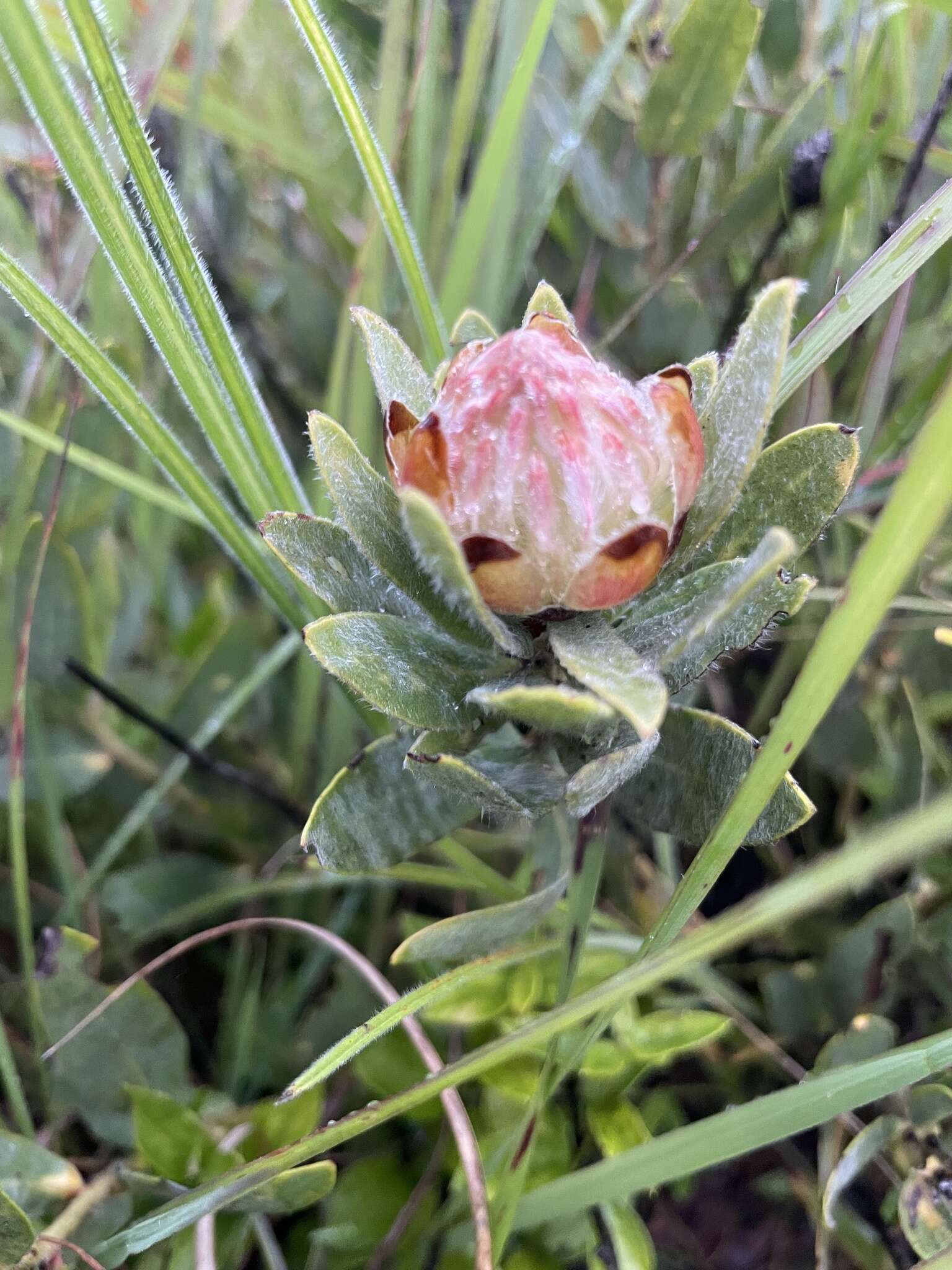 Image of Protea heckmanniana subsp. heckmanniana