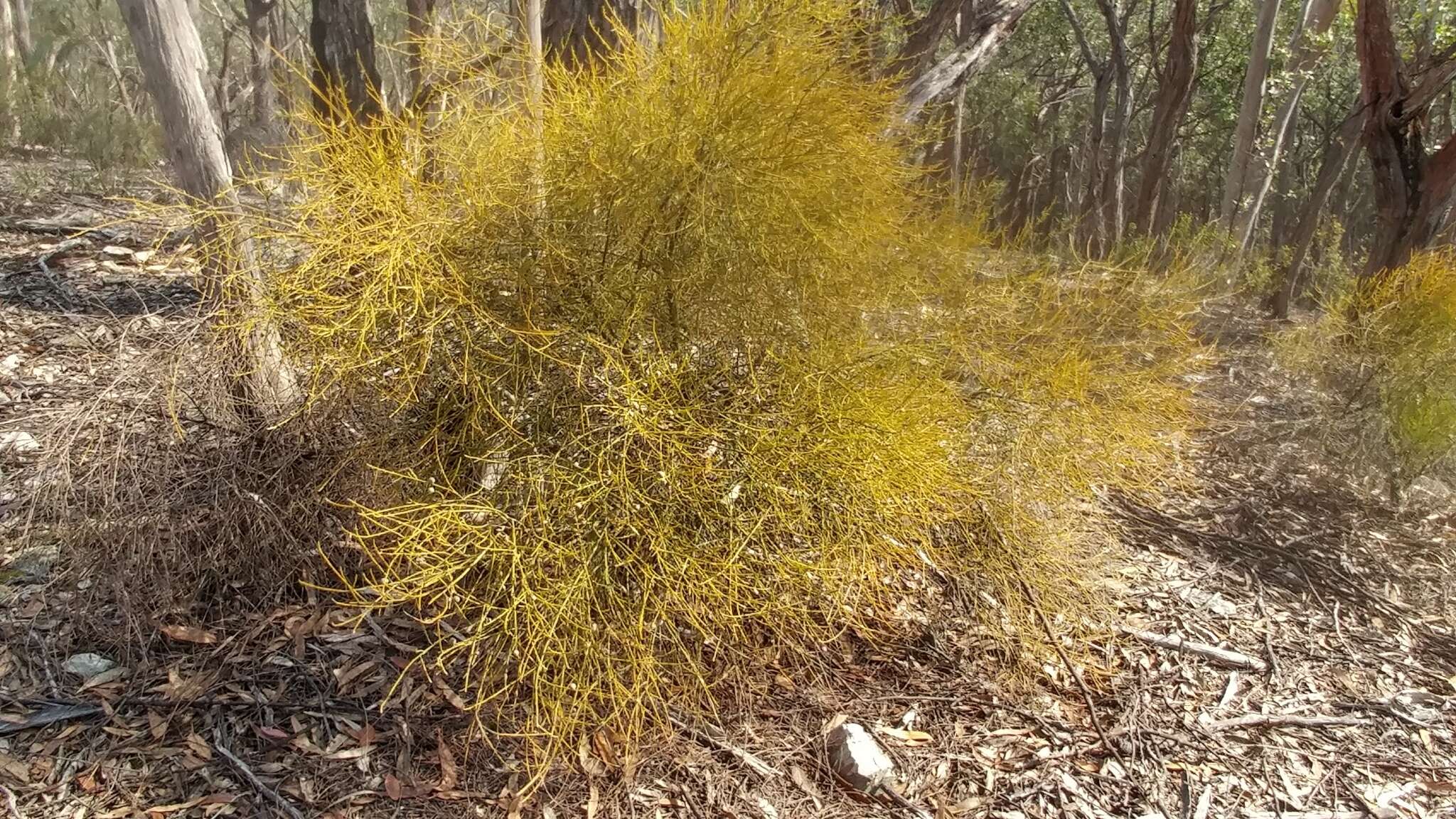 Image of Omphacomeria acerba (R. Br.) A. DC.