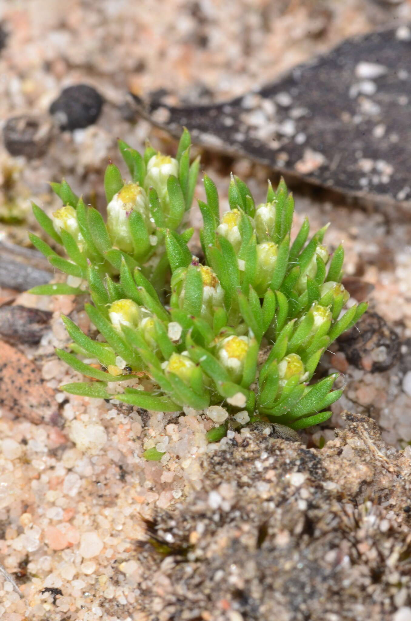 Image of Hyalosperma demissum (A. Gray) P. G. Wilson