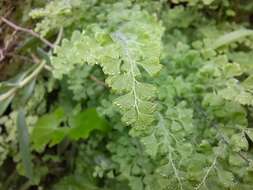 Adiantum excisum Kunze的圖片