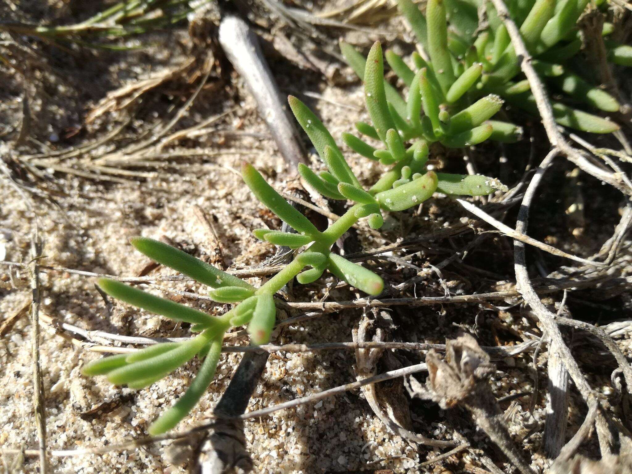 Image of Mesembryanthemum canaliculatum Haw.