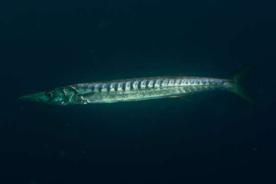 Image of Yellow Barracuda