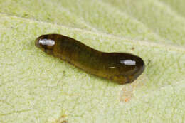 Image of Cherry slug