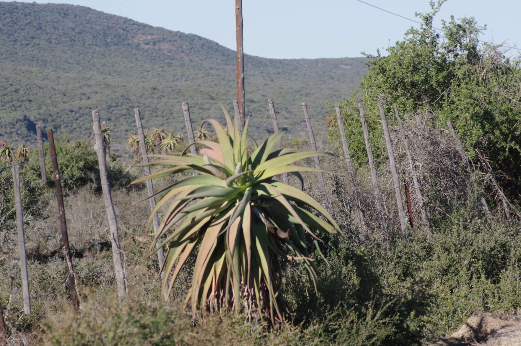 Image of Aloe speciosa Baker