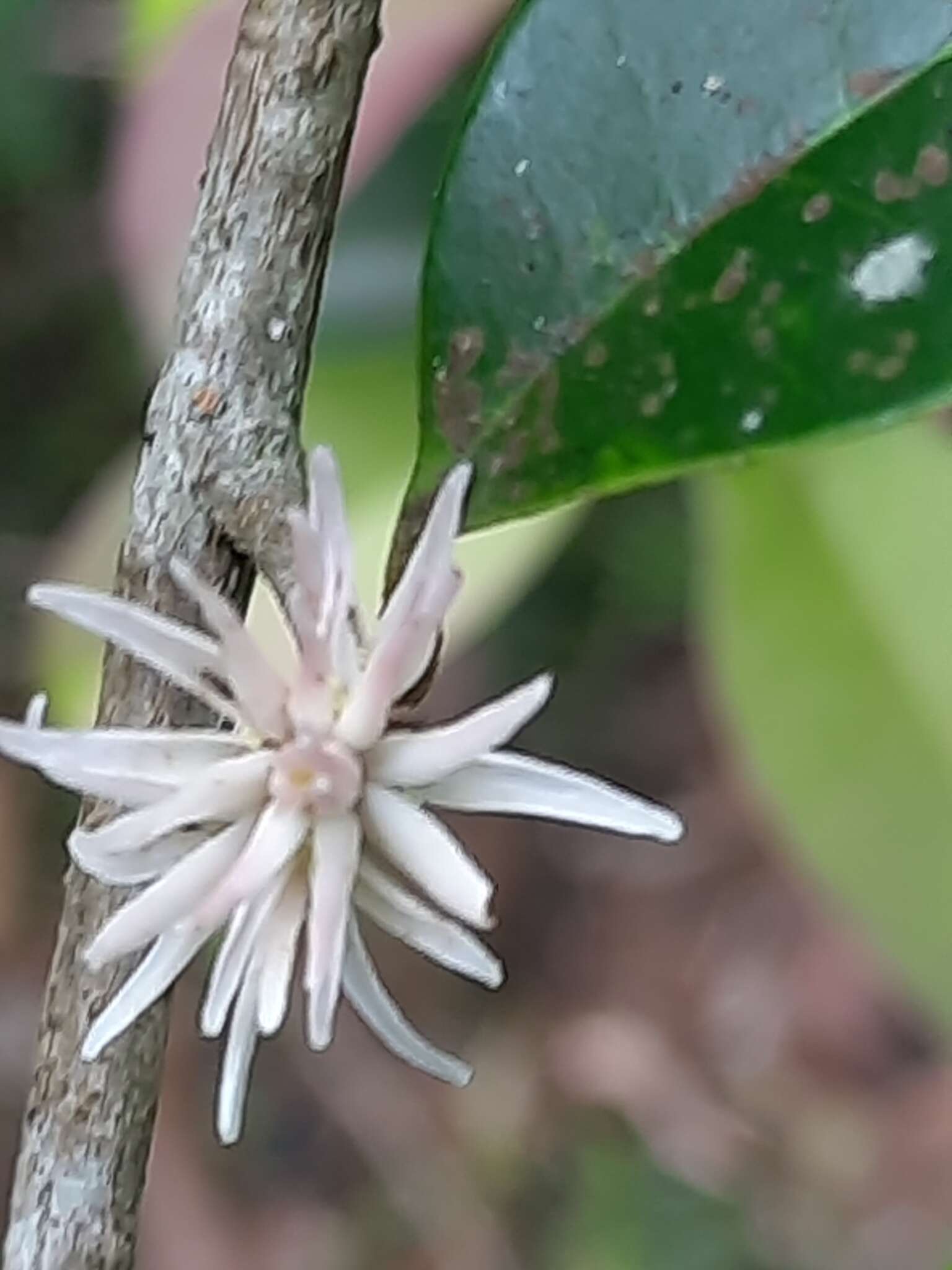 Слика од Chionanthus mala-elengi (Dennst.) P. S. Green