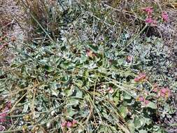 Image of redflower buckwheat