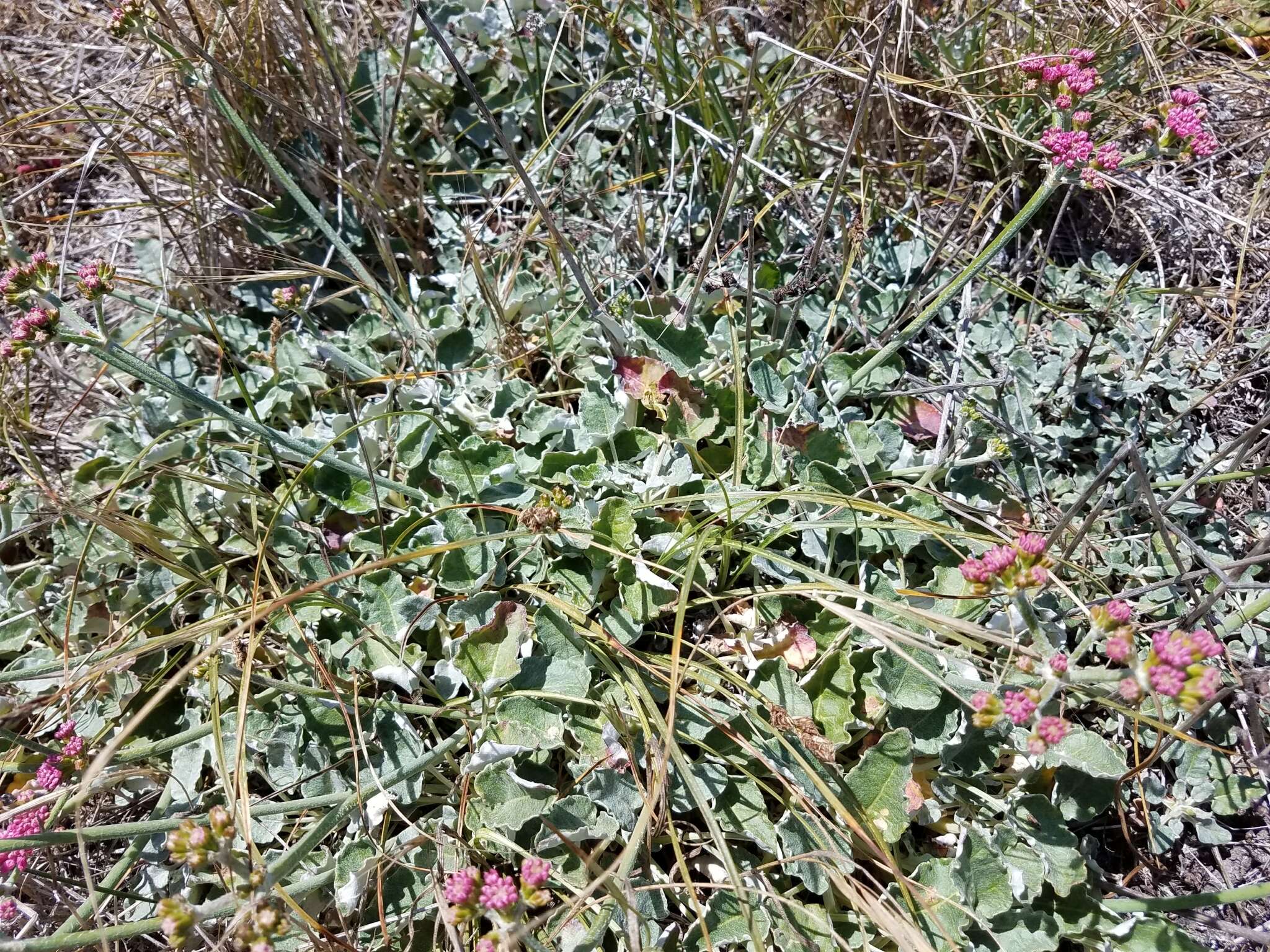 Image of redflower buckwheat