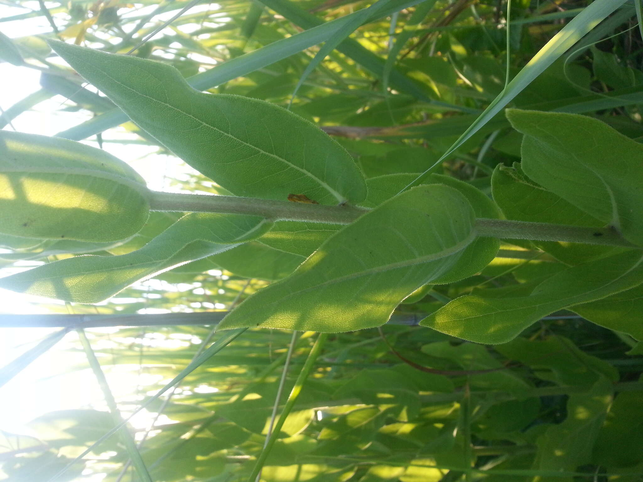 Image of slender rosinweed