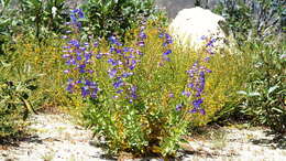 Image of Penstemon spectabilis var. spectabilis