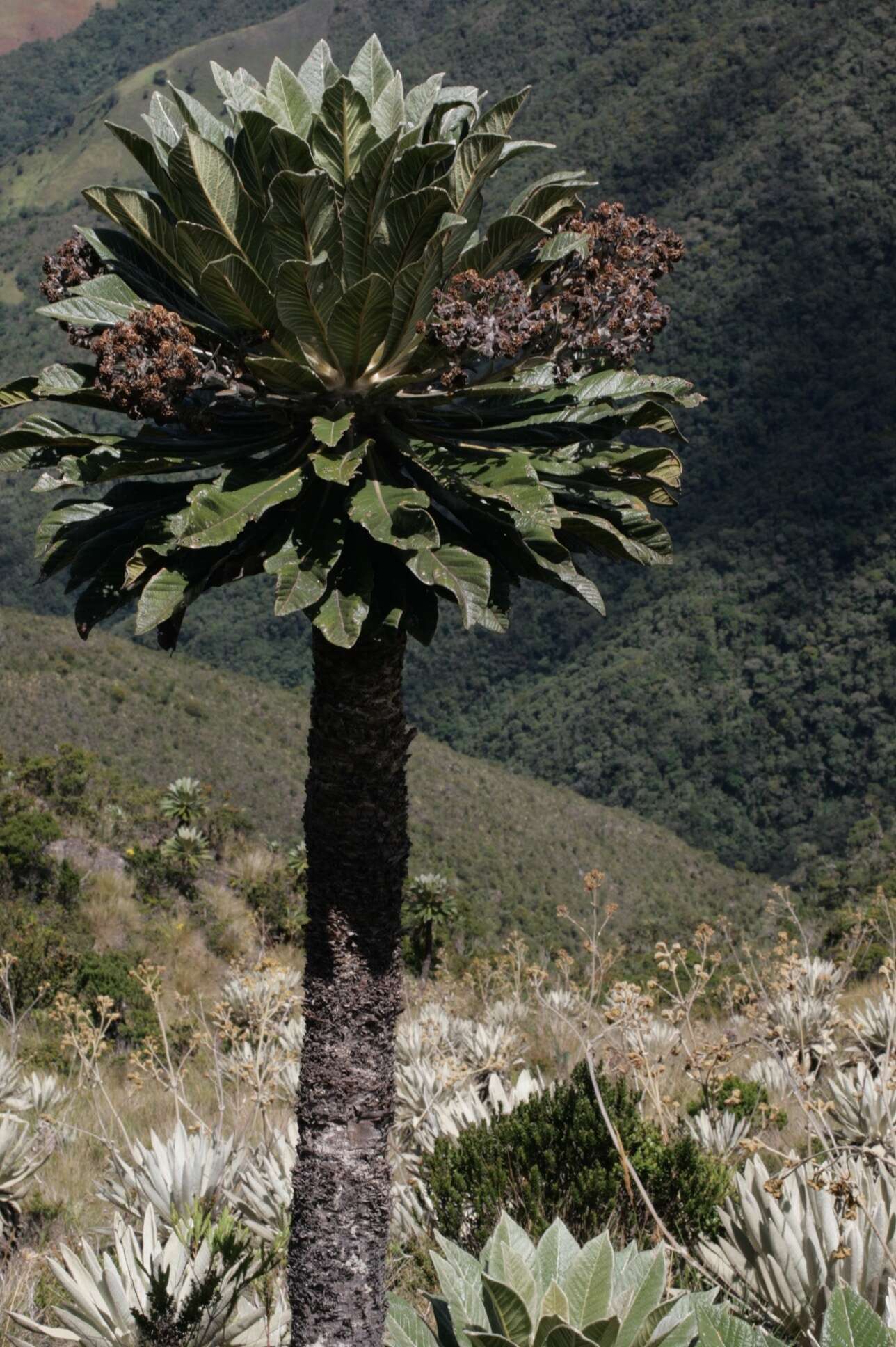 Image of Espeletia sanchezii (S. Díaz & Obando) Mavárez