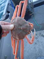 Image of Bairdi crab