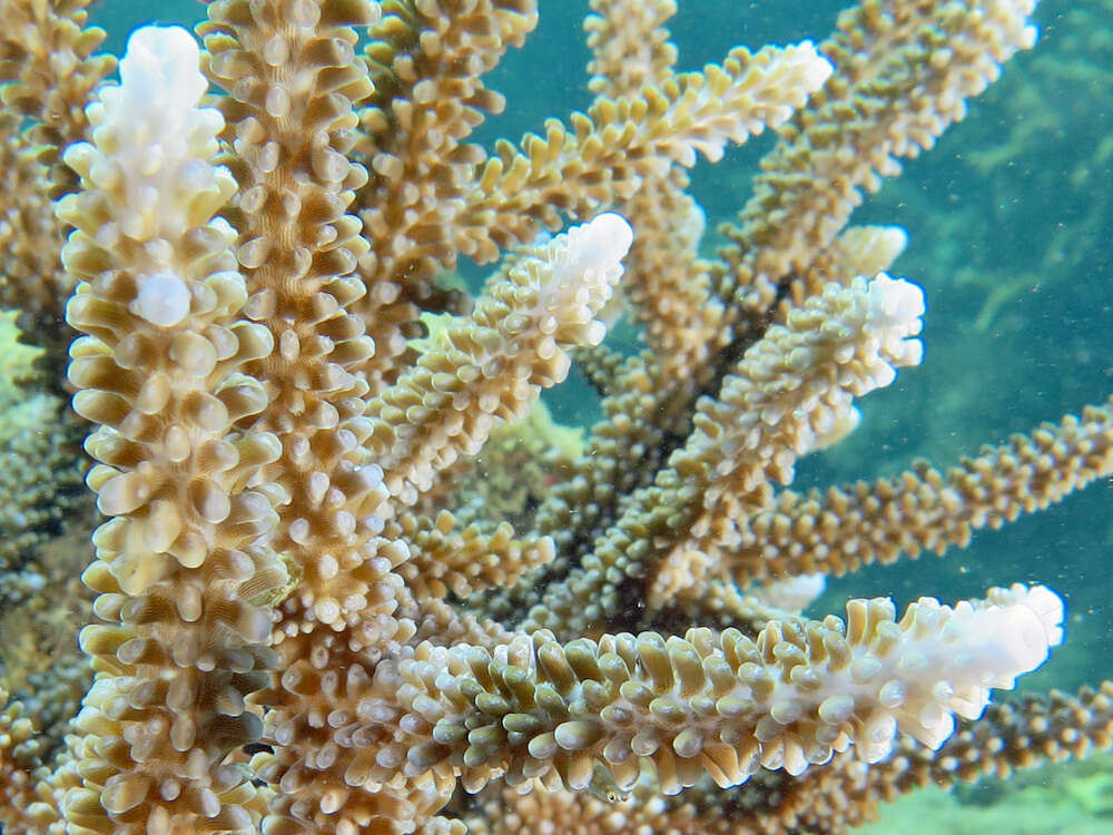 Sivun Acropora intermedia (Brook 1891) kuva