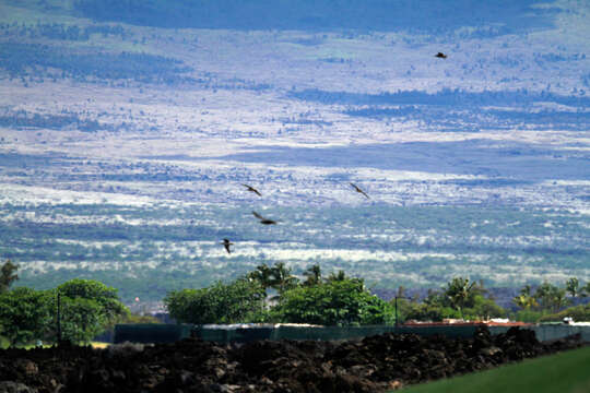 Image of Bristle-thighed Curlew