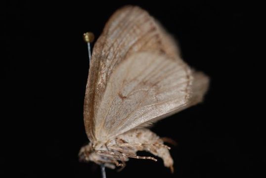 Image of <i>Hydriomena californiata</i> Packard 1871