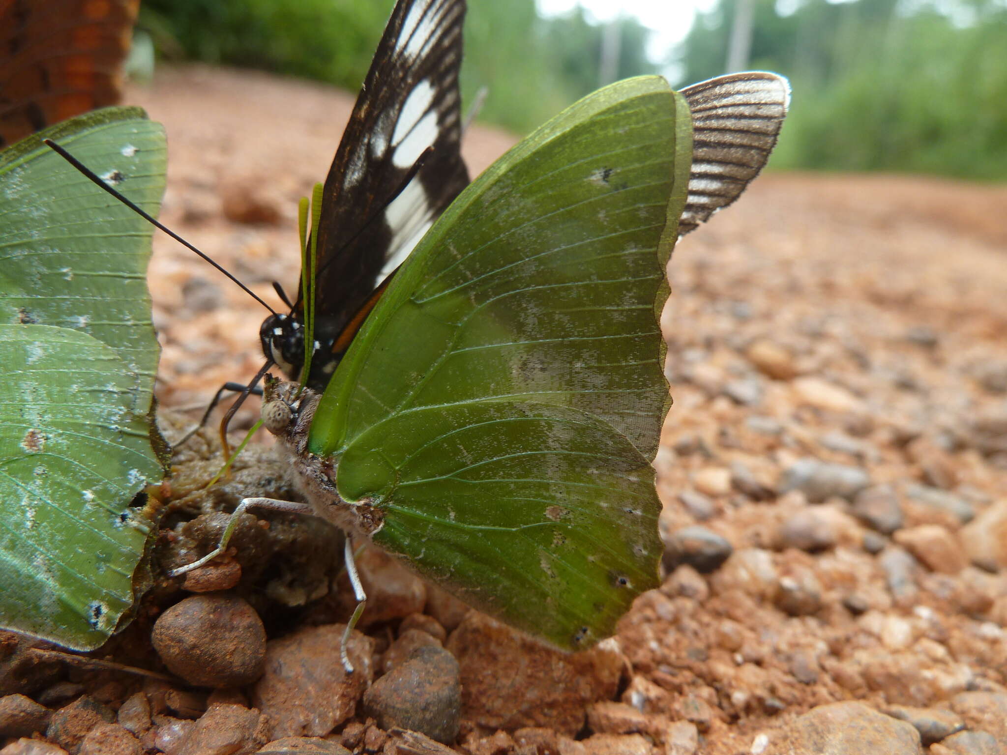 Image of Charaxes eupale Drury 1782