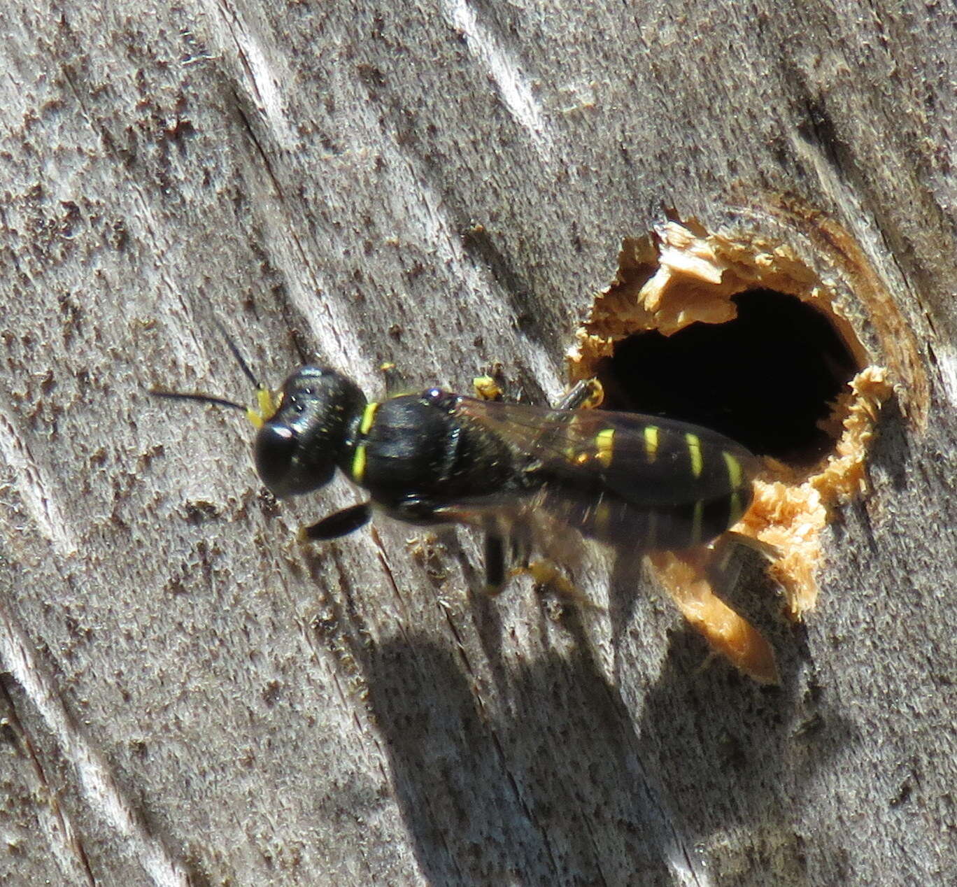 Image of Ectemnius ruficornis (Zetterstedt 1838)