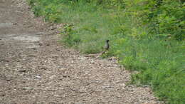 Image of American Robin