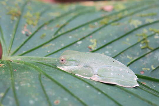 صورة Hyloscirtus palmeri (Boulenger 1908)