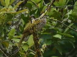 Image of Straw-crowned Bulbul