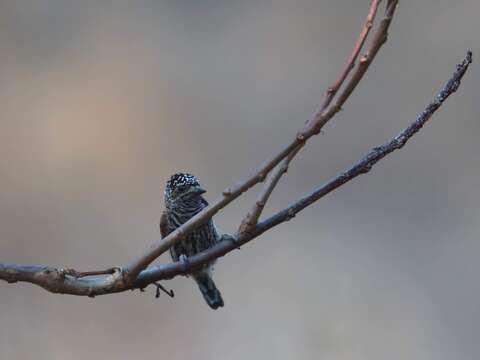 Image of Ecuadorian Piculet