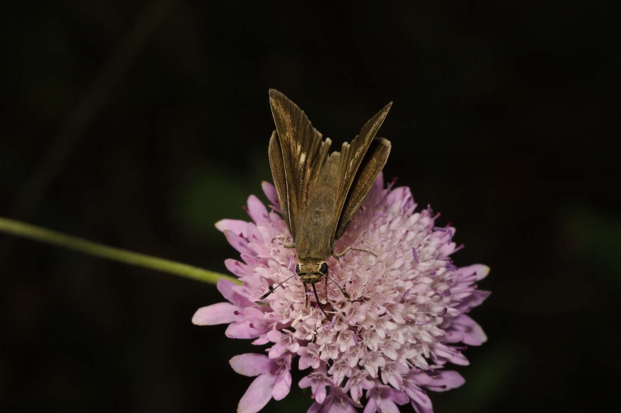 Image of Mediterranean Skipper