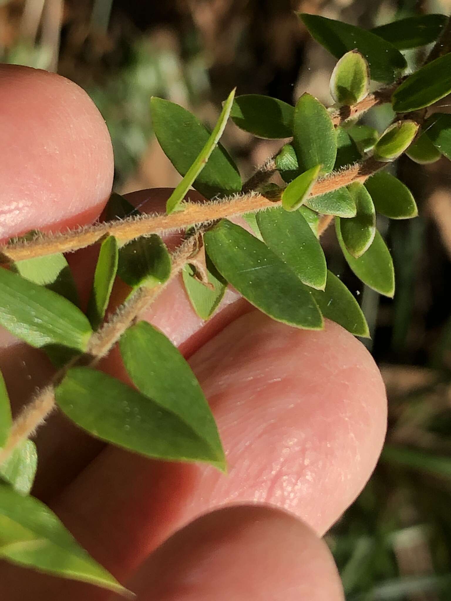 Image of Acrotriche divaricata R. Br.