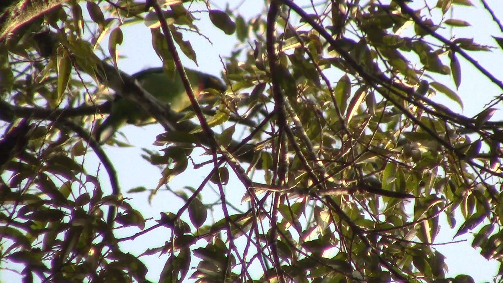 Image of Chinese Barbet