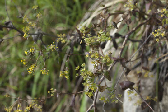 Image of Bupleurum rischawii Albov