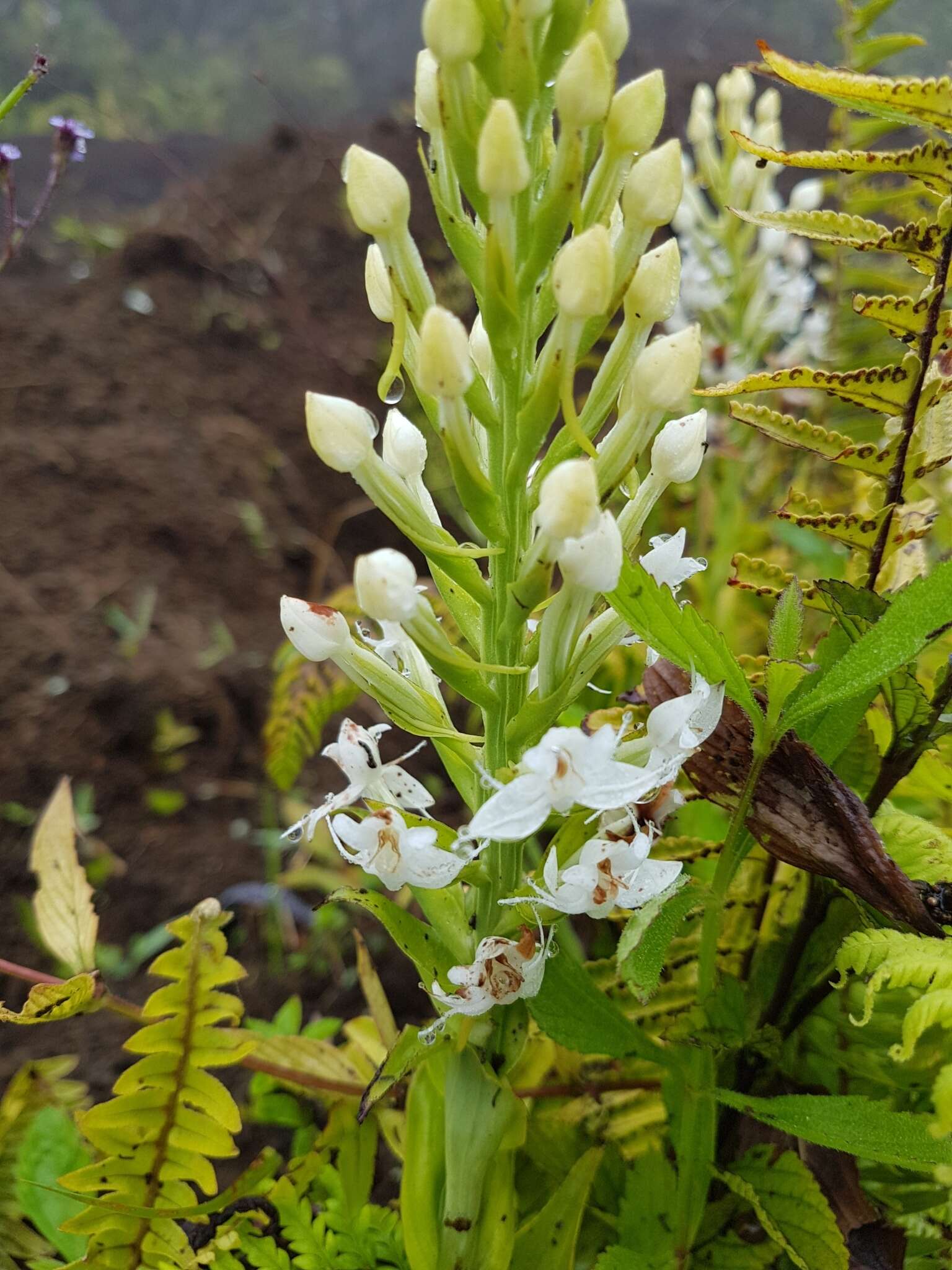 Image of Tropical False Rein Orchid