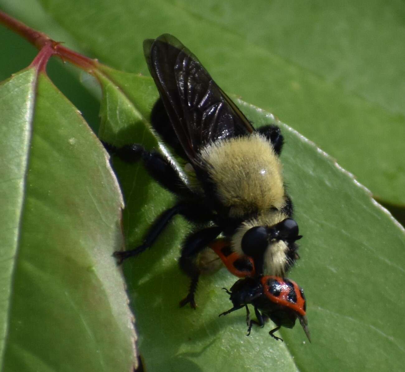 Image of Laphria virginica (Banks 1917)