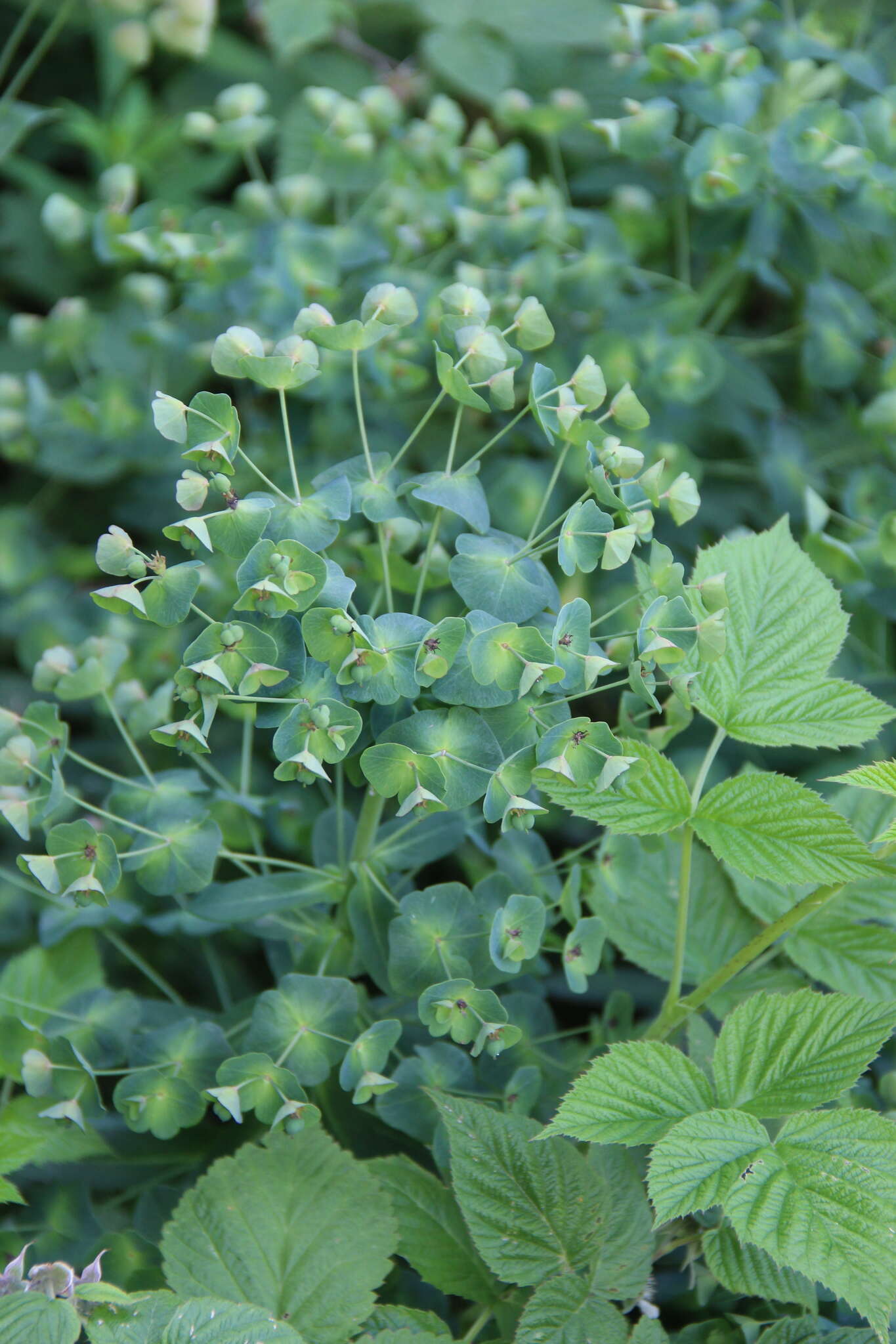 Image of Euphorbia oblongifolia (K. Koch) K. Koch