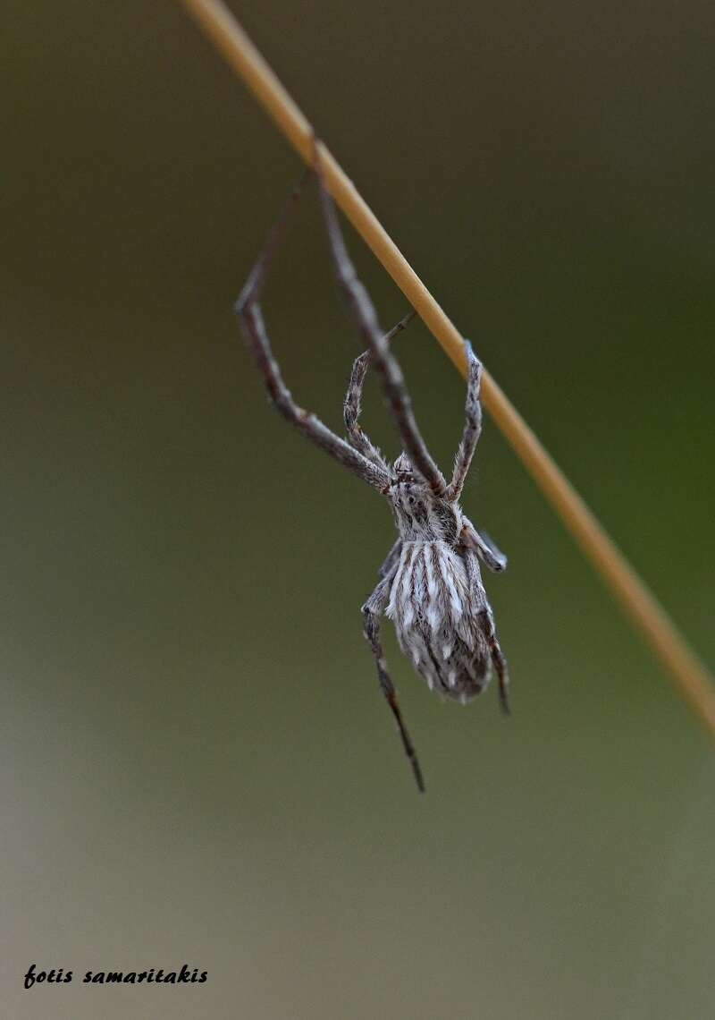 Image of Uloborus walckenaerius Latreille 1806