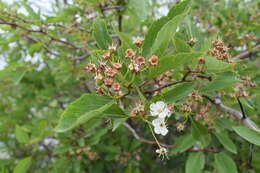 Imagem de Crataegus rivularis Nutt. ex Torr. & Gray