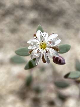 Image of <i>Drymaria <i>holosteoides</i></i> var. holosteoides