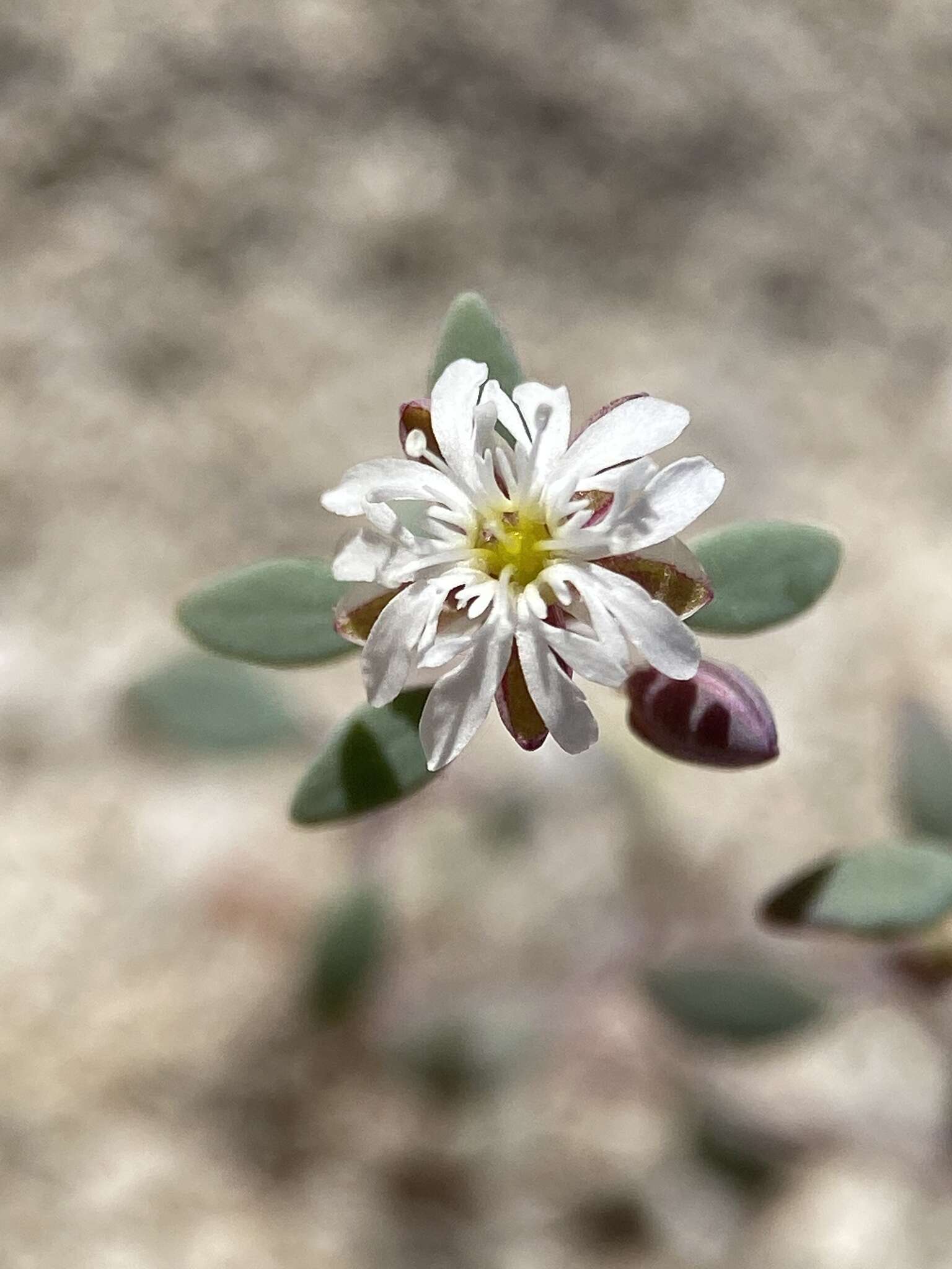 <i>Drymaria <i>holosteoides</i></i> var. holosteoides resmi