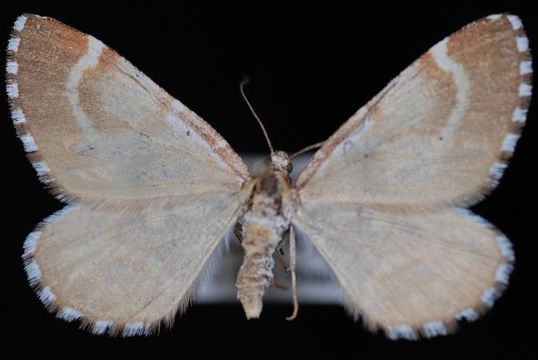 Image of <i>Stamnodes marmorata</i> Packard 1896