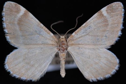 Image of <i>Stamnodes marmorata</i> Packard 1896
