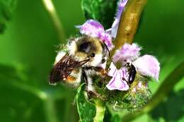 Image de Bombus deuteronymus Schulz 1906