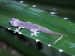 Image of Baobab Gecko