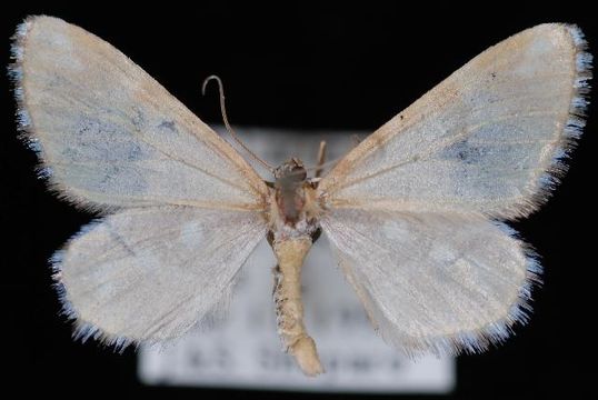 Image of <i>Stamnodes formosata</i> Strecker 1878