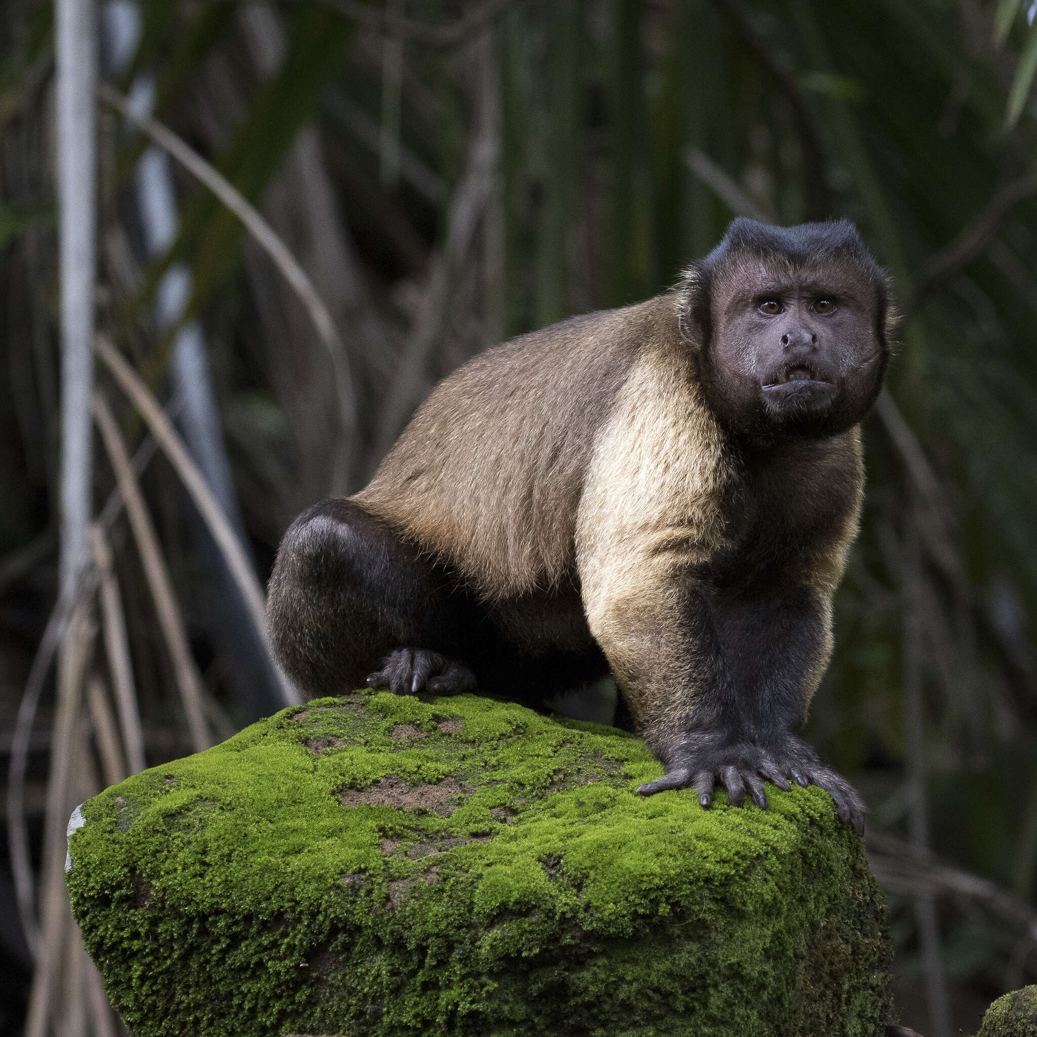 Image of Black-capped Capuchin