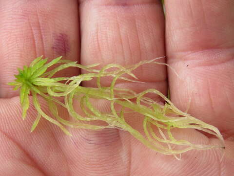 Image of sphagnum