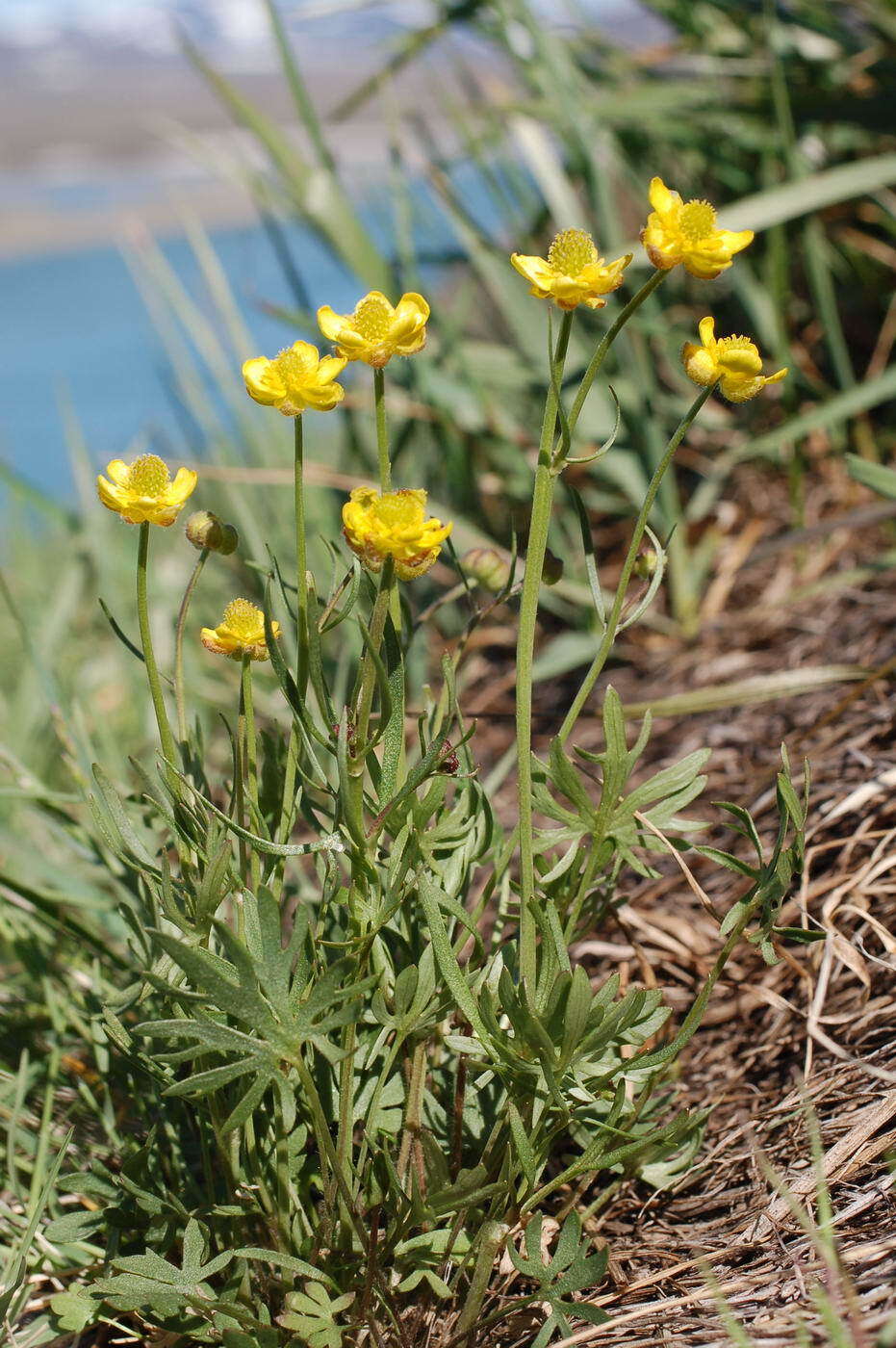 Image of Turner's buttercup