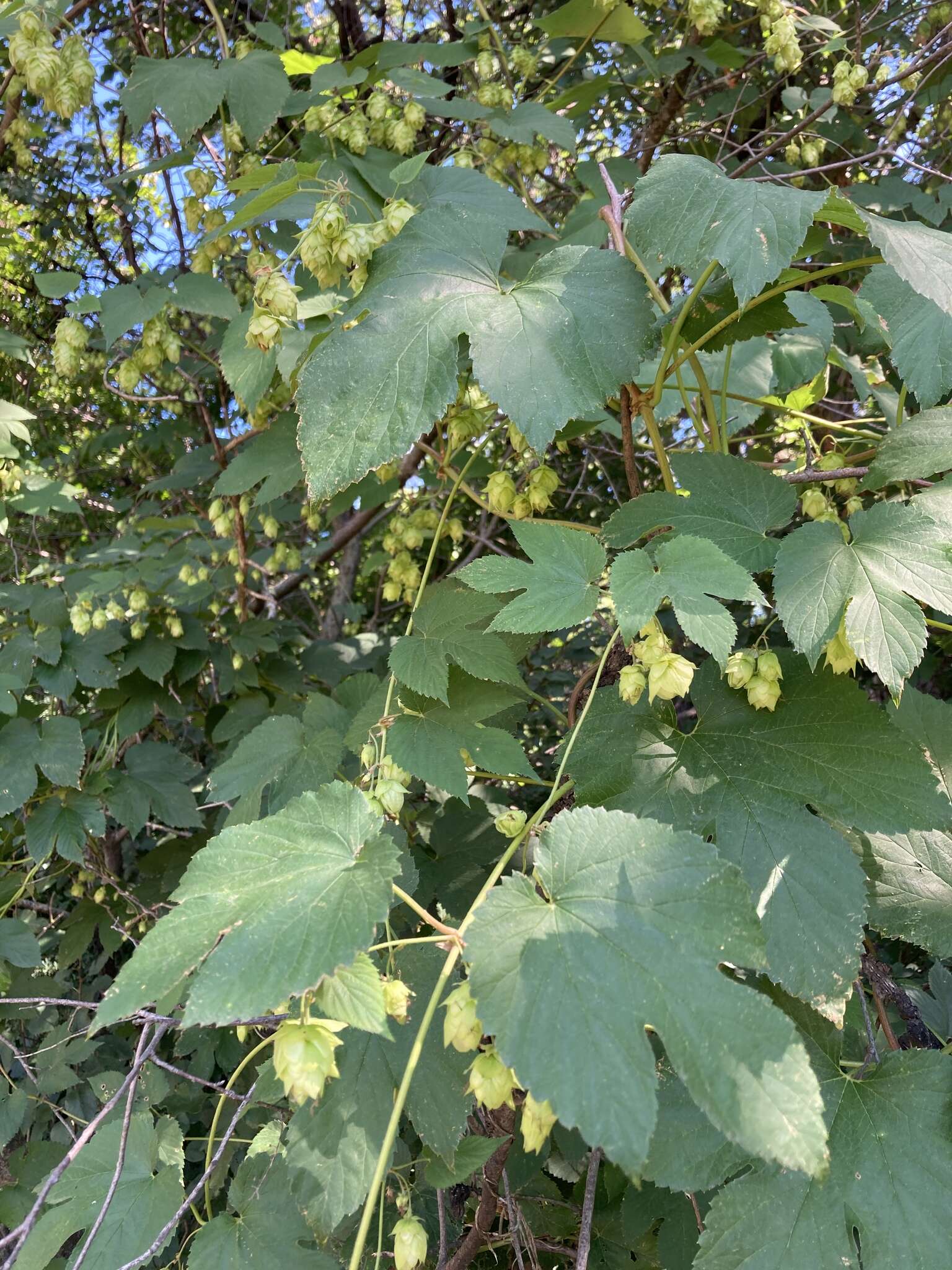 Image of Humulus lupulus var. lupulus