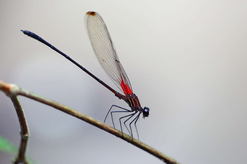 Image of Hetaerina fuscoguttata Selys 1878