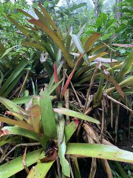 Image of Neoregelia cruenta (Graham) L. B. Sm.