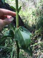 Image of Georgia Indian-Plantain