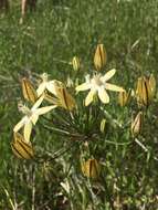 Sivun Triteleia ixioides subsp. scabra (Greene) L. W. Lenz kuva