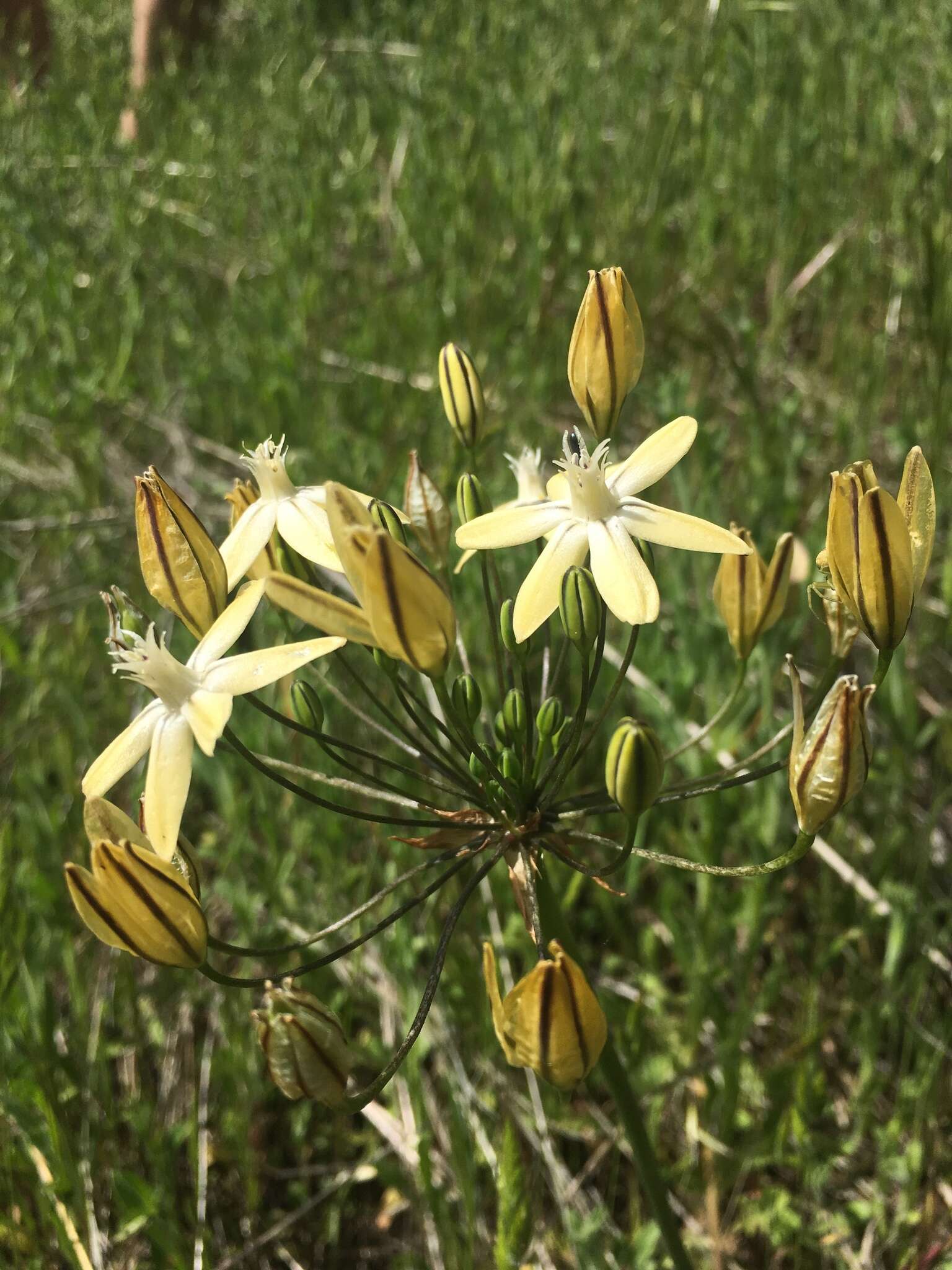 Sivun Triteleia ixioides subsp. scabra (Greene) L. W. Lenz kuva