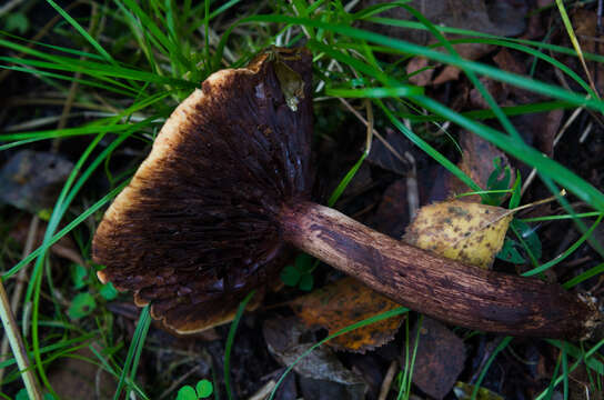 Imagem de Tricholoma fulvum (DC.) Bigeard & H. Guill. 1909